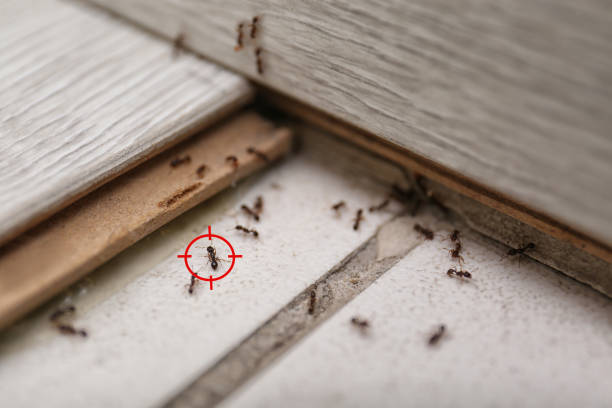 Professional Pest Control in Olga, FL