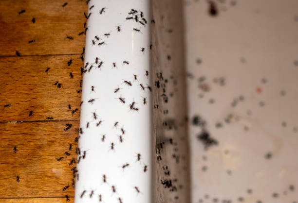 Best Commercial Pest Control Services  in Olga, FL